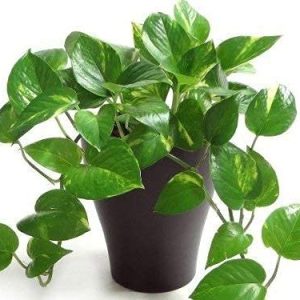 MONEY PLANT